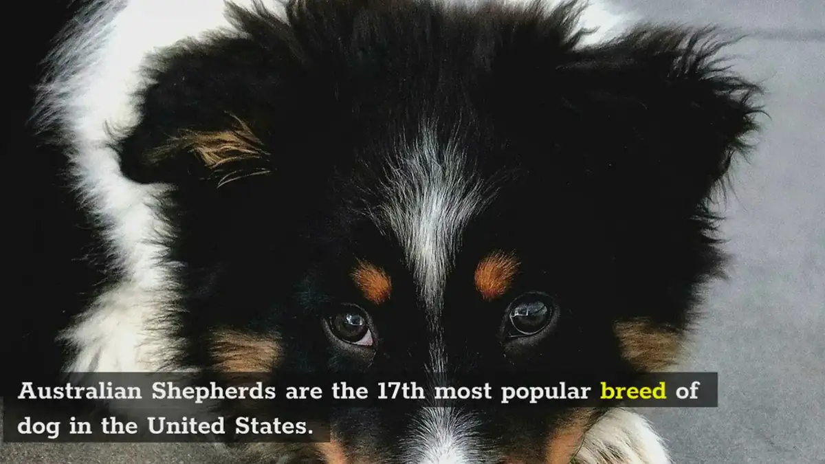 'Video thumbnail for Australian Sgepherd Dogs'