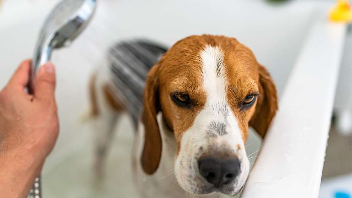 Beagle Breed Information Talk to Dogs