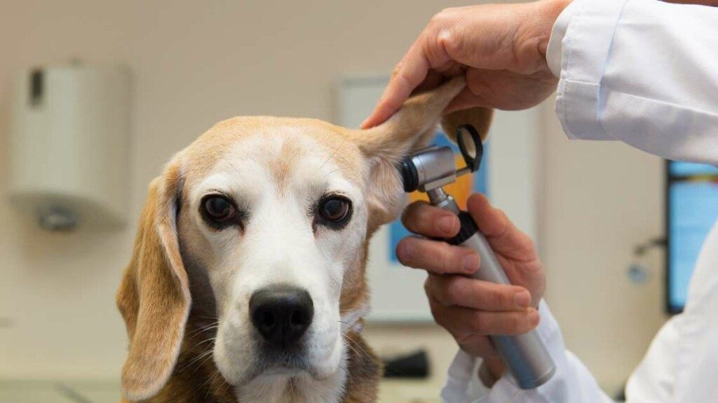 Beagle Health Issues