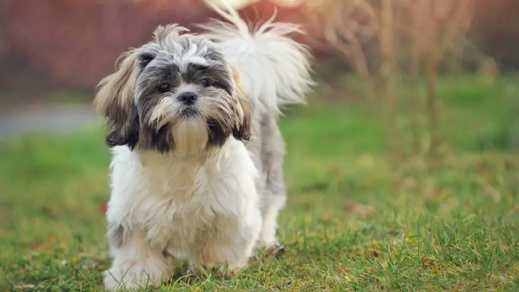 Games to Play With Your Shih Tzu