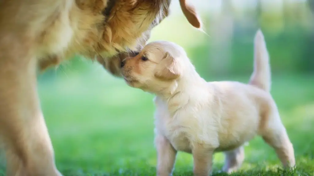 How to Bond With Your Golden Retriever