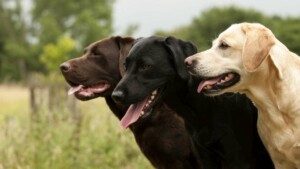 Labrador Retriever Breed Information