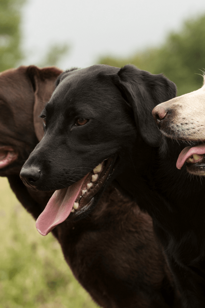 Labrador Retriever Breed Information