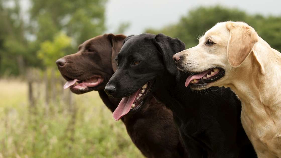 Labrador Retriever Breed Information - Talk To Dogs