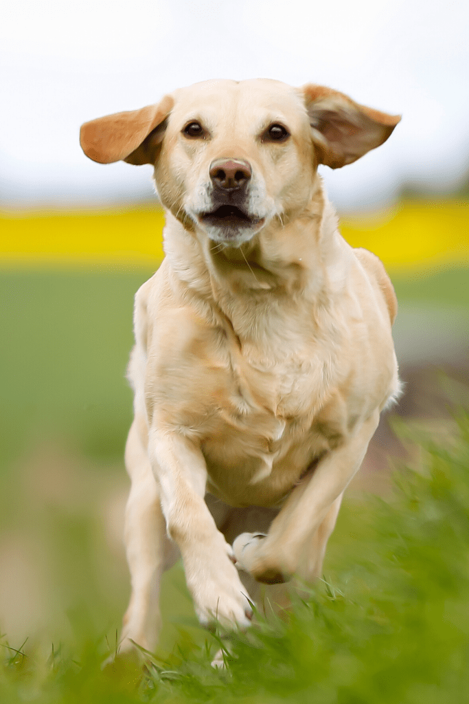 Labrador Retriever Exercise Needs