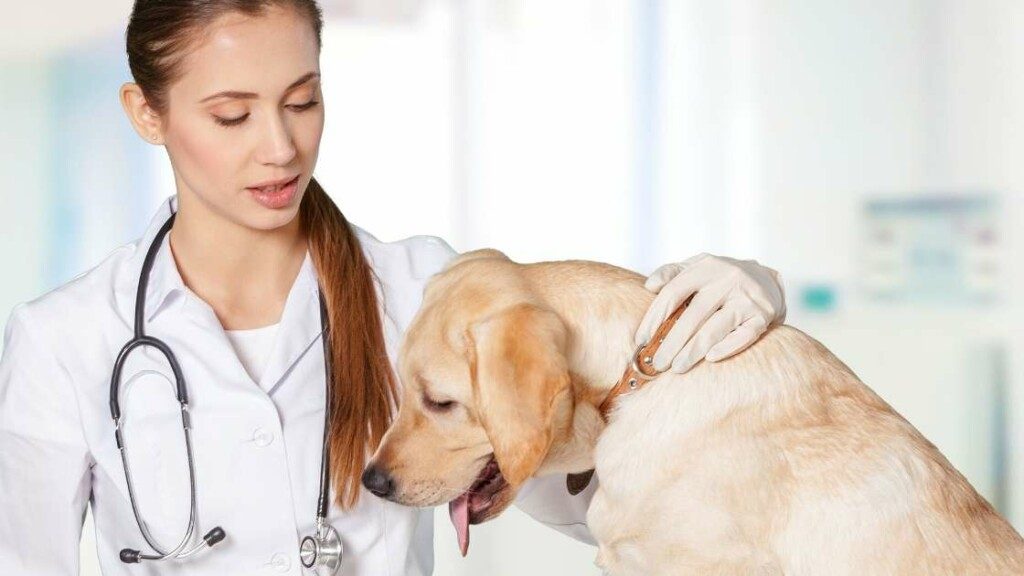 Labrador Retriever Health Issues