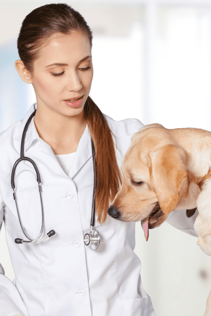 Labrador Retriever Health Issues