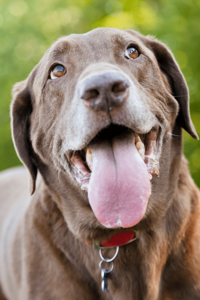 Labrador Retriever Personality
