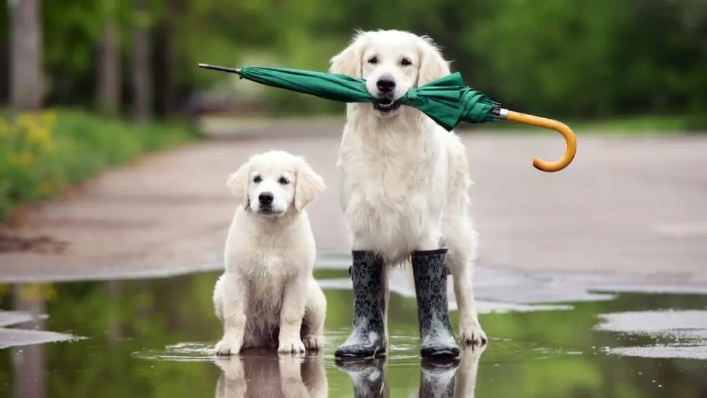 What Makes Golden Retrievers So Loyal