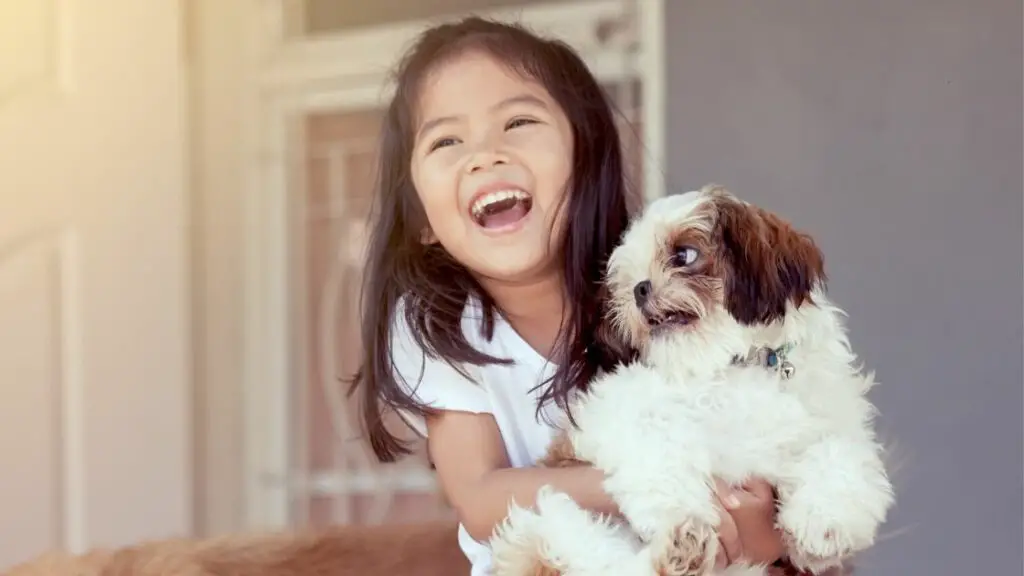 What Makes Shih Tzus Playful