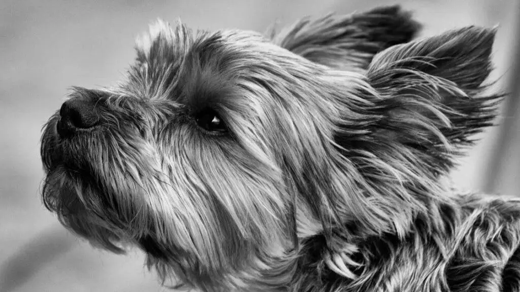 Yorkshire Terrier Breed History