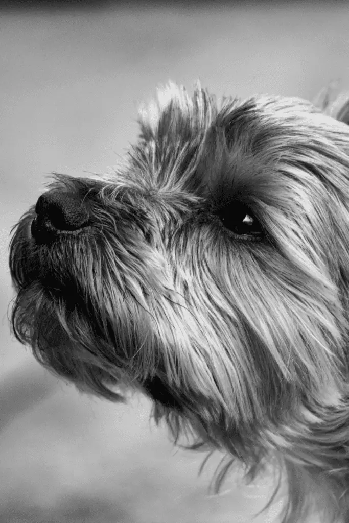 Yorkshire Terrier Breed History