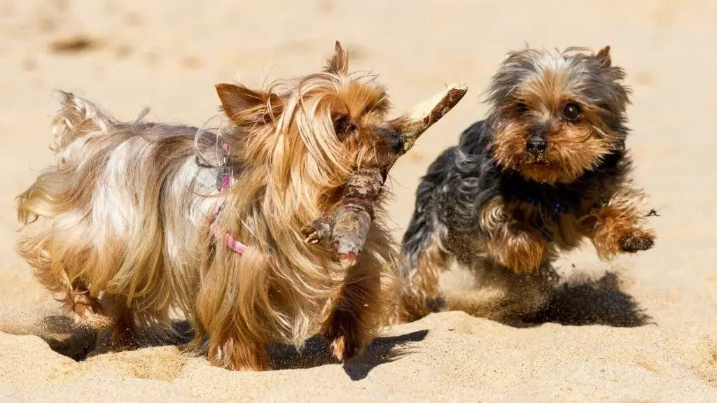 Yorkshire Terrier Exercise Needs