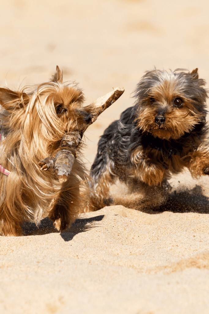 Yorkshire Terrier Exercise Needs