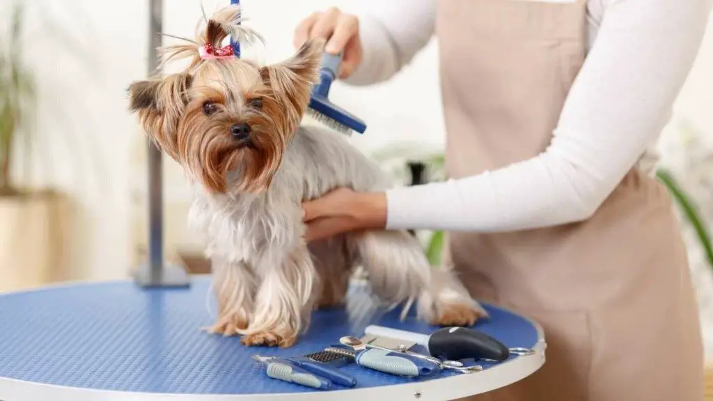 Yorkshire Terrier Grooming and Care