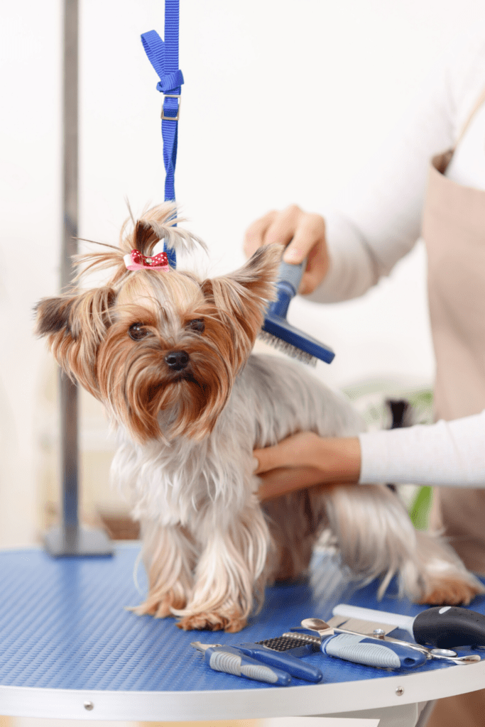 Yorkshire Terrier Grooming and Care
