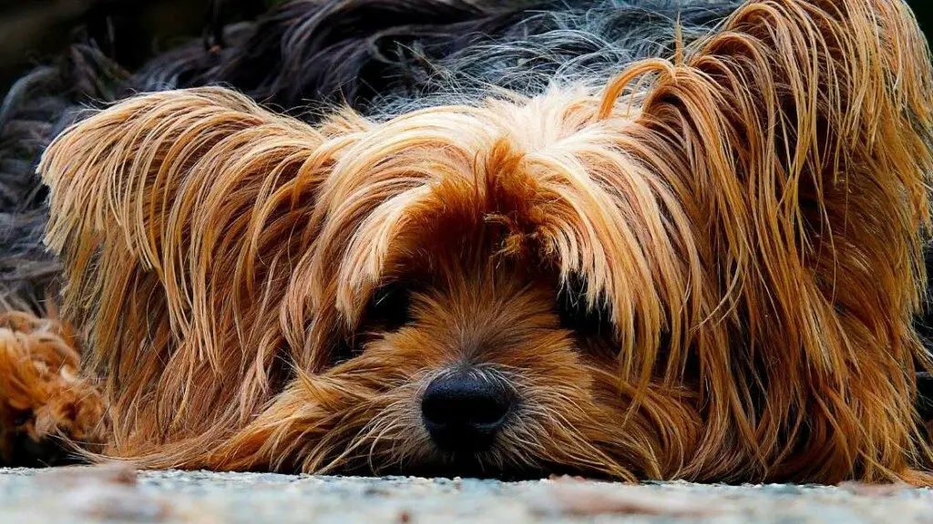 Yorkshire Terrier Known Health Issues