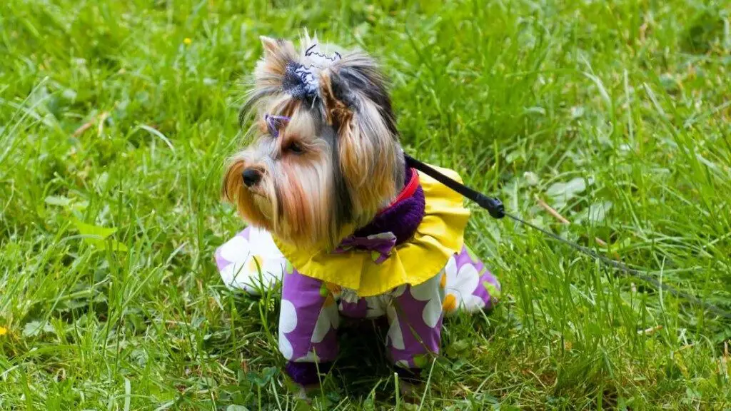 Yorkshire Terrier Personality