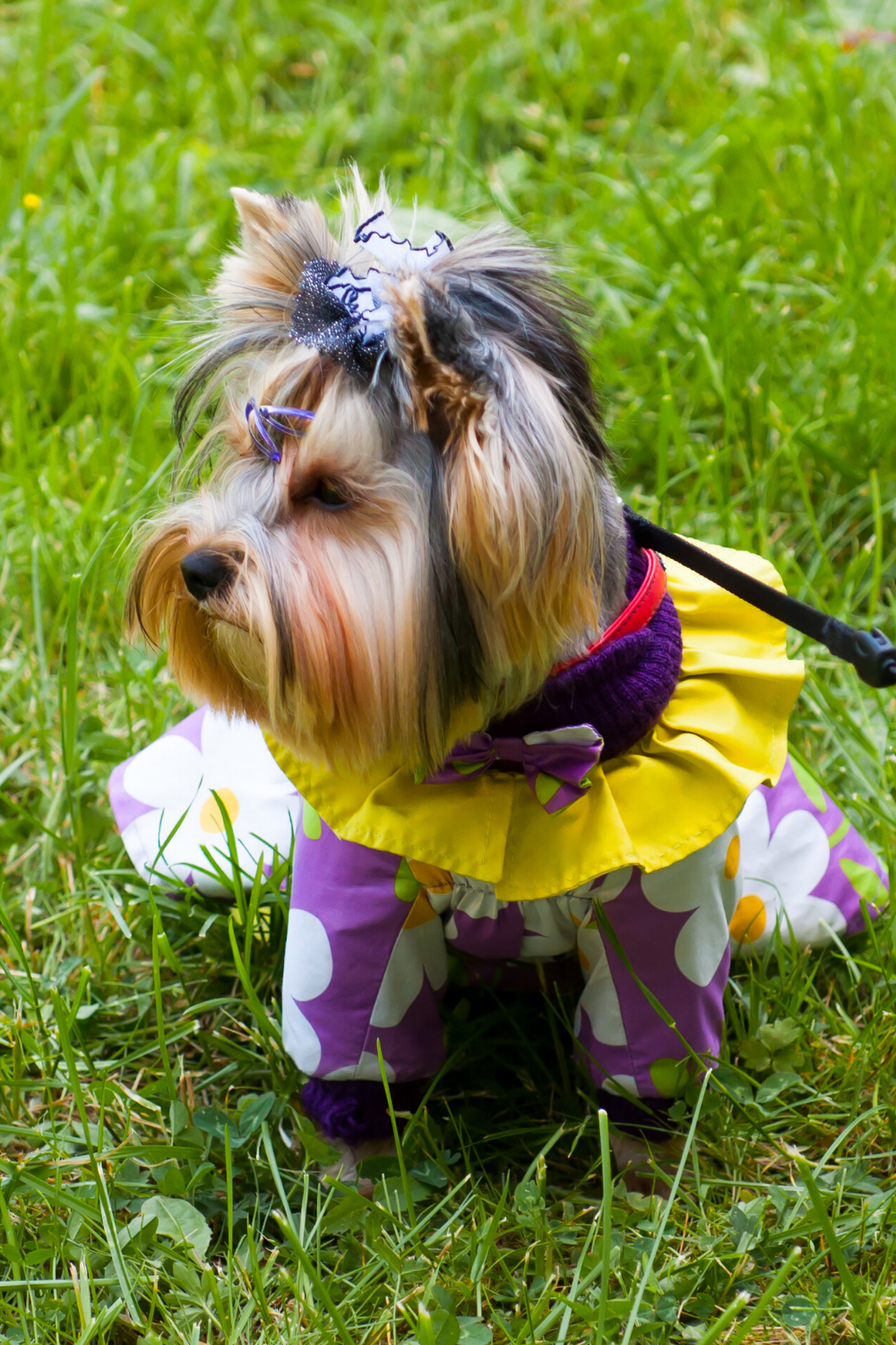 Yorkshire Terrier Personality