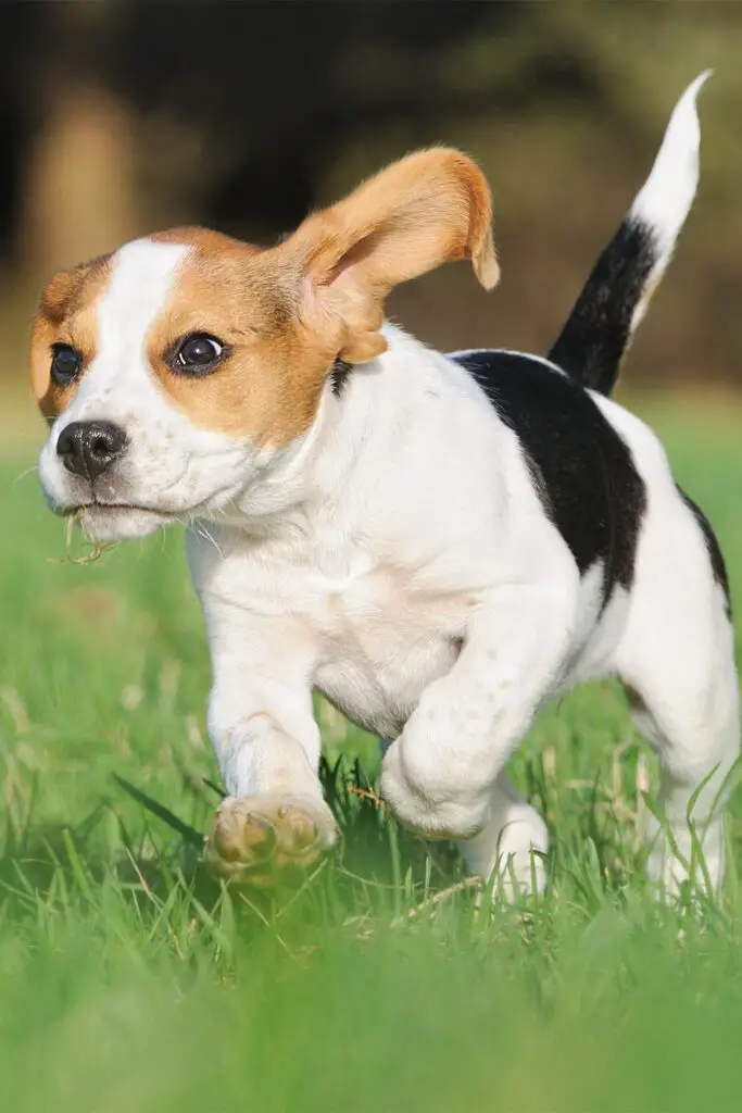 8 Week Old Beagle Puppy