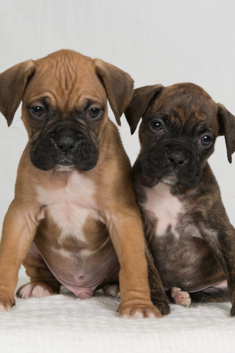 Boxer Puppies (25 Beautiful Boxer Babies) Talk to Dogs