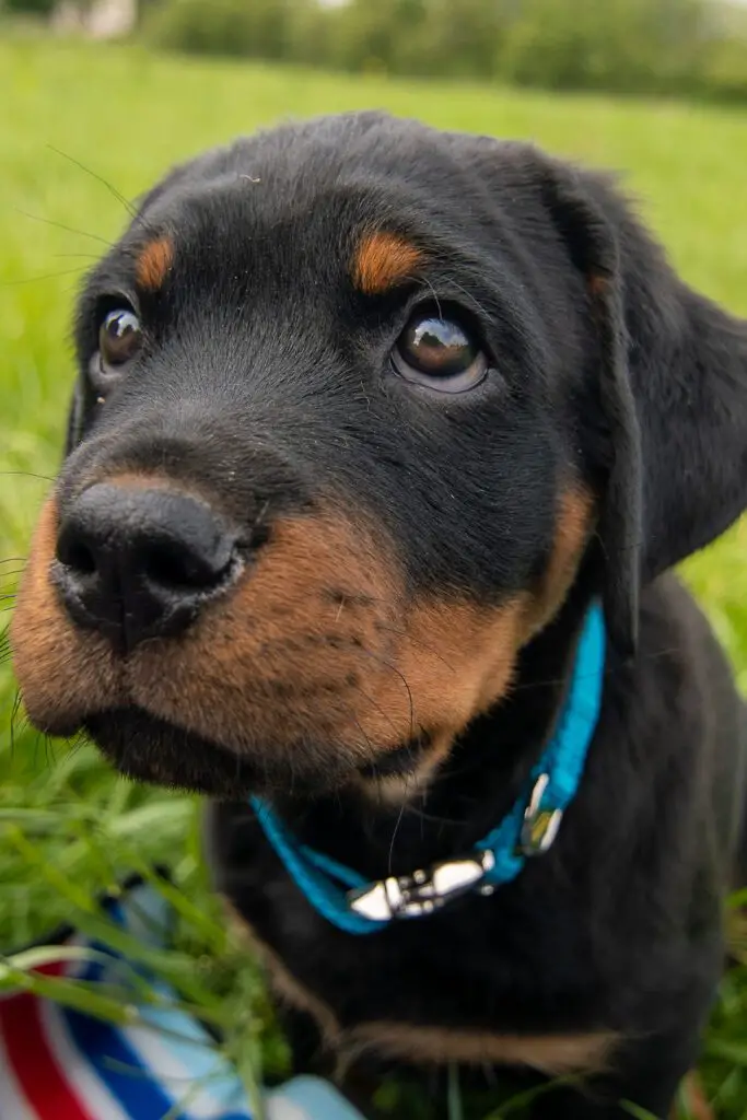 Adorable Rottweiler Puppy