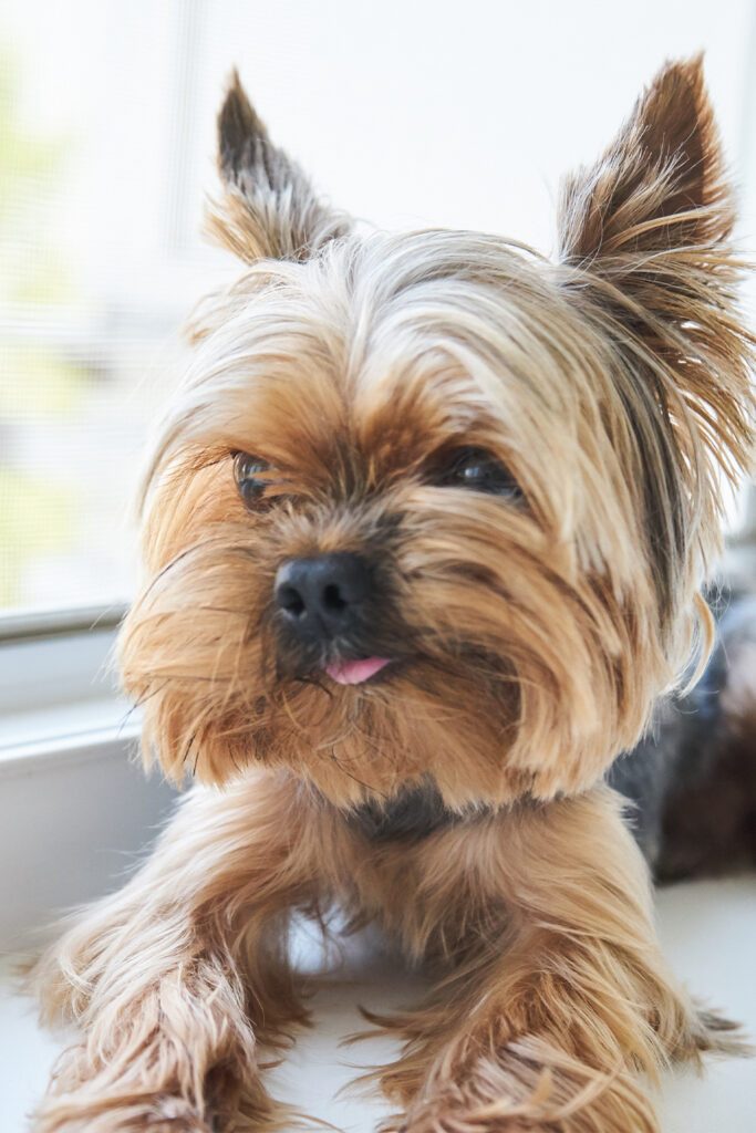 Adorable Yorkshire Terrier