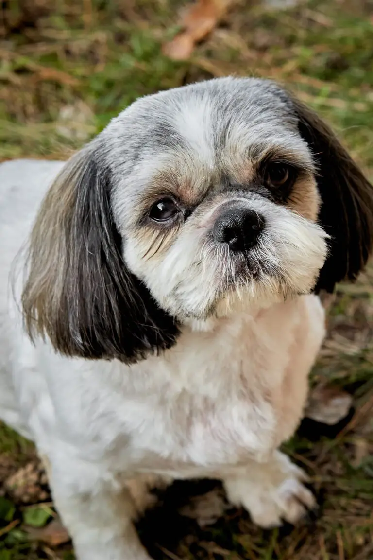 Cute Shih Tzu Dogs (25 Sensational Shih Tzus) - Talk to Dogs