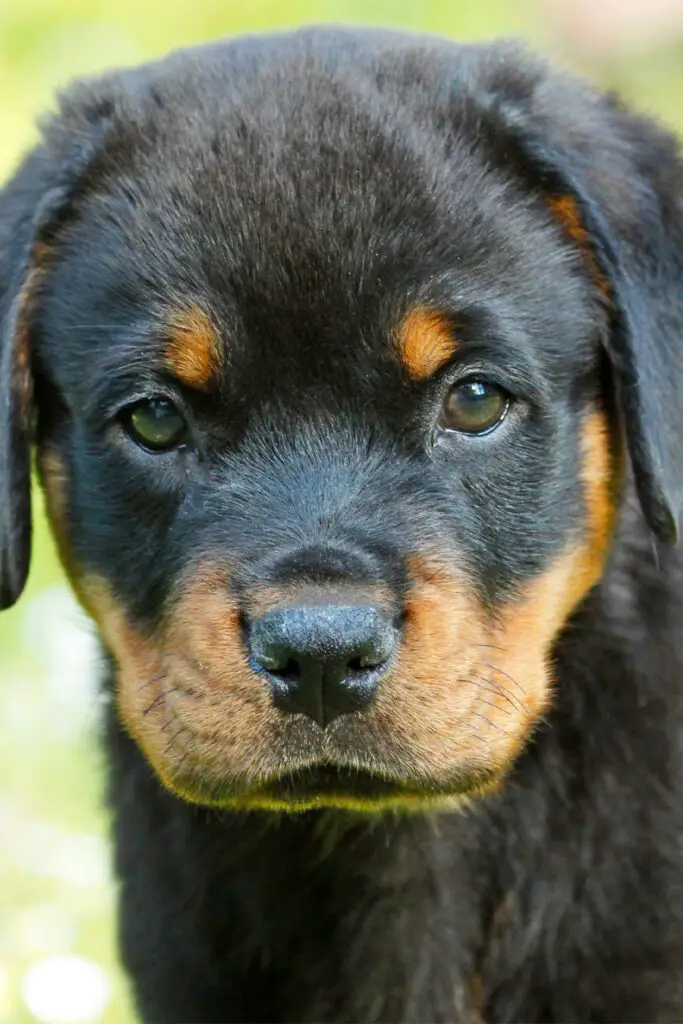 American Rottweiler Puppy