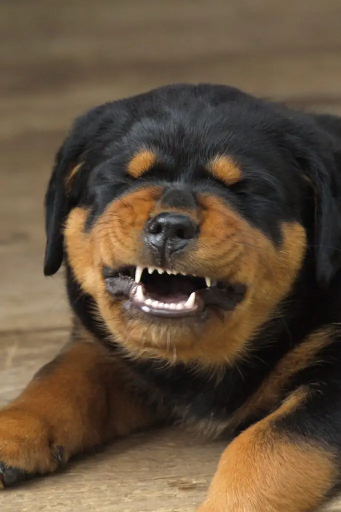 Angry Rottweiler Puppies