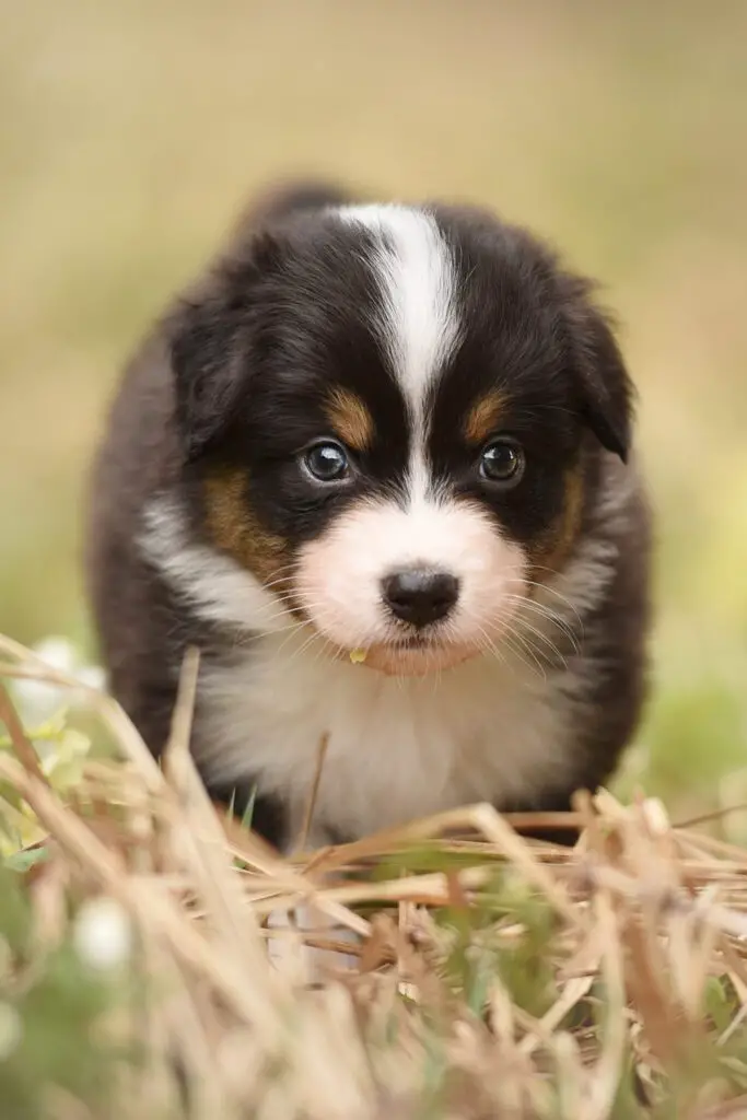 Aussie Shepherd