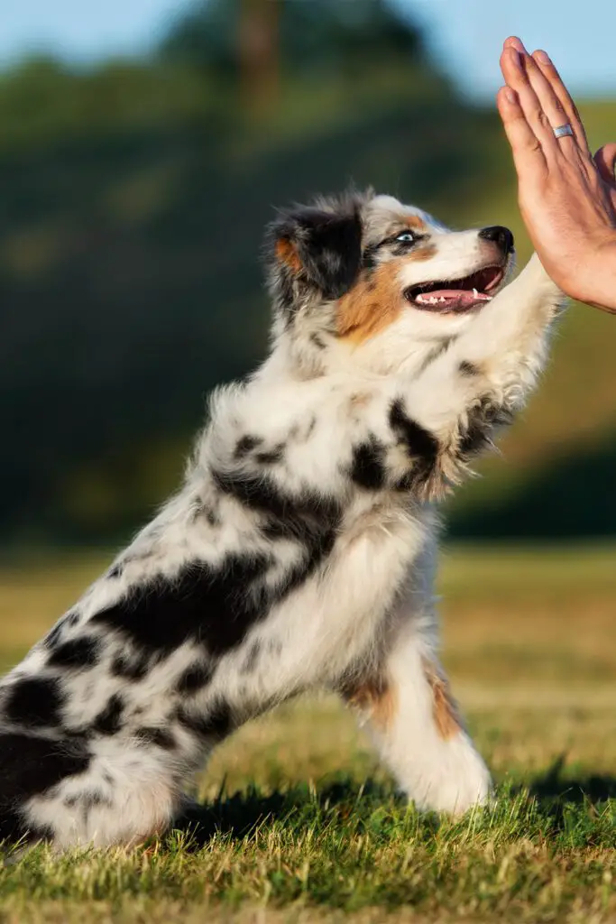 Aussie Shepherd Full Grown 1