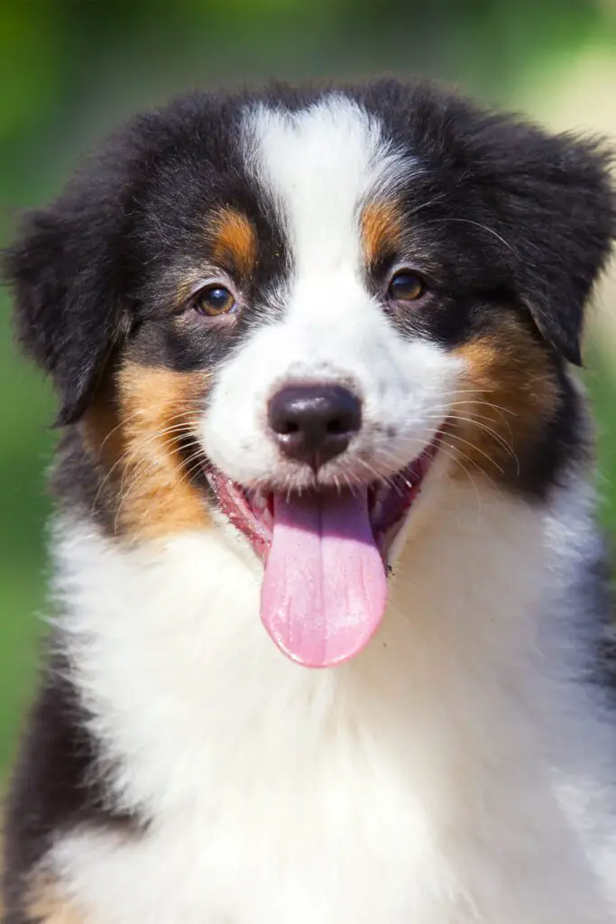 Australian Shepherd Puppies (25 Cute and Cuddly Pups) Talk to Dogs