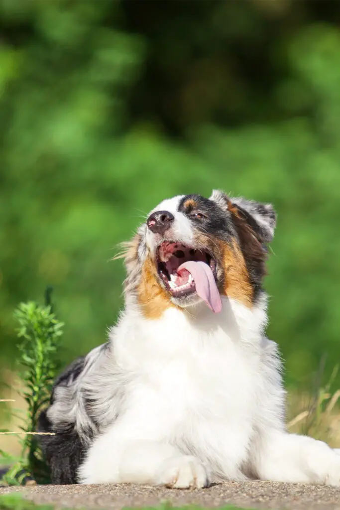 Aussie Shepherd Puppy Aesthetic