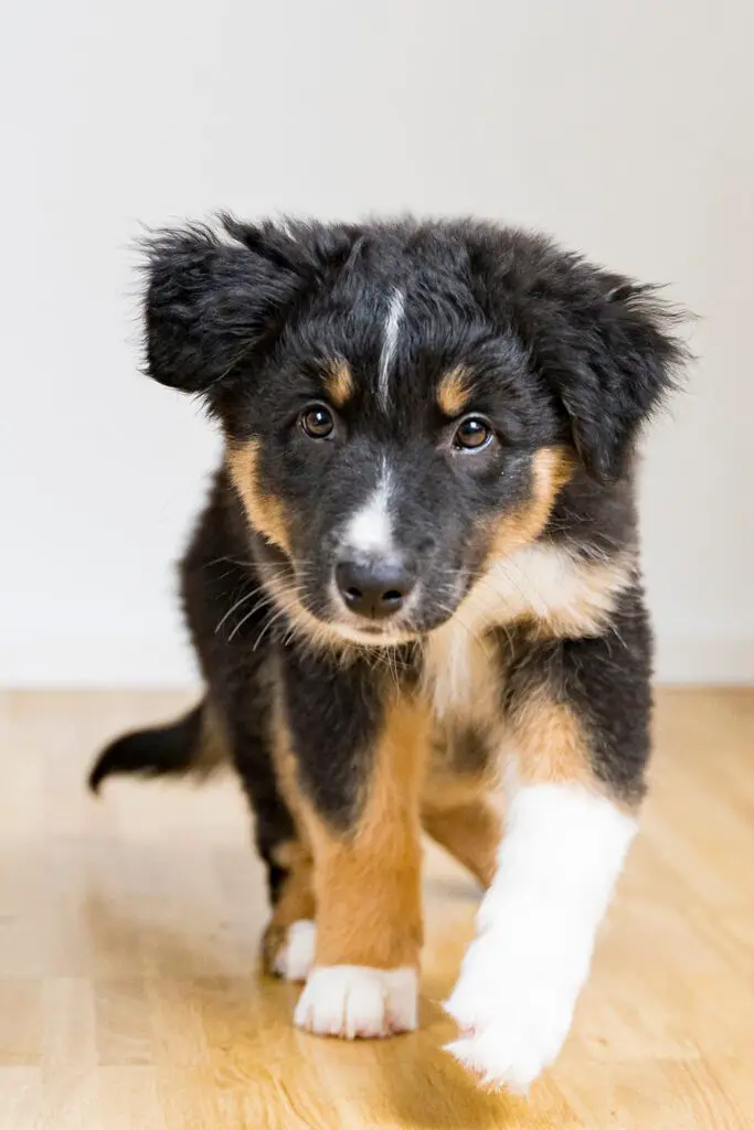 Aussie Shepherd Puppy Black