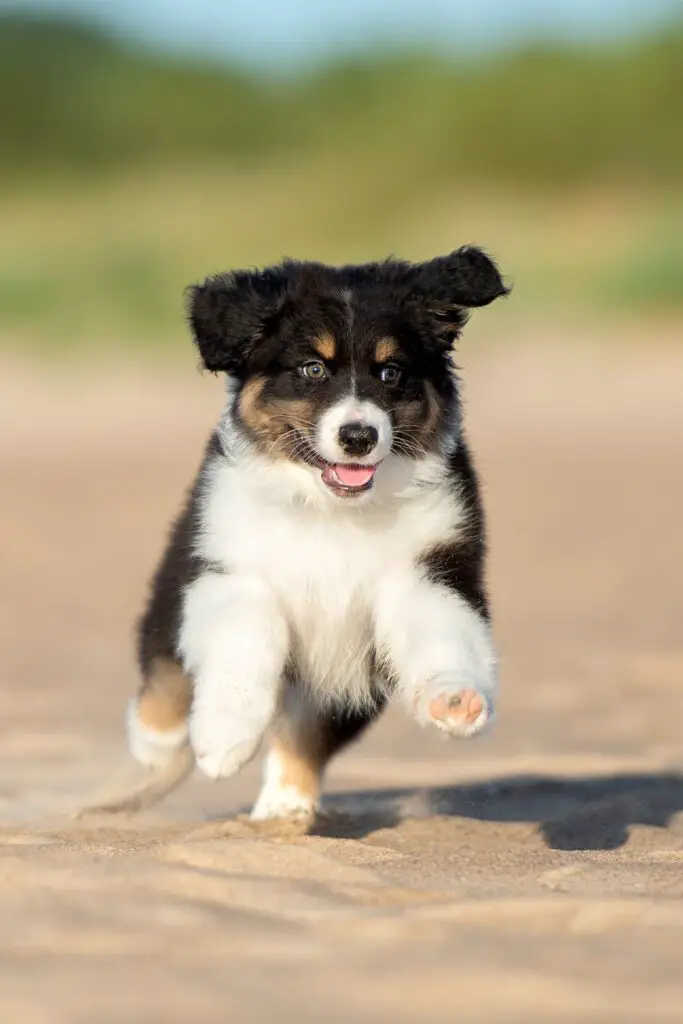 Aussie Shepherd Puppy Brown