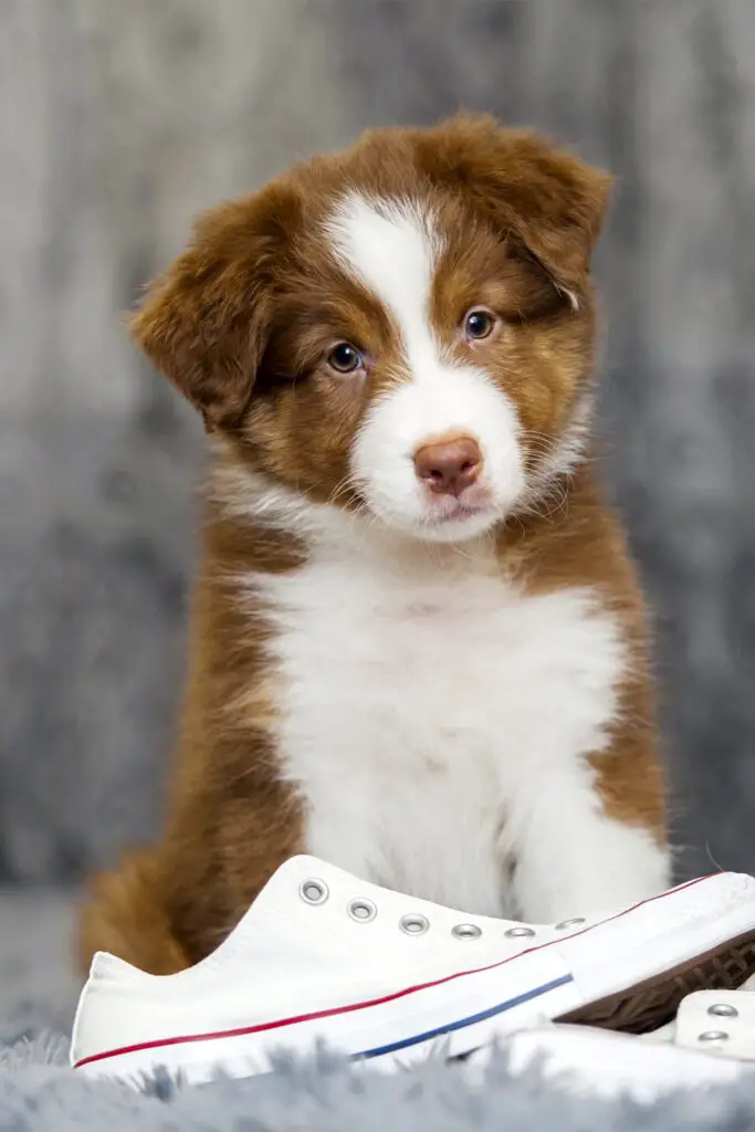 Aussie Shepherd Puppy Red