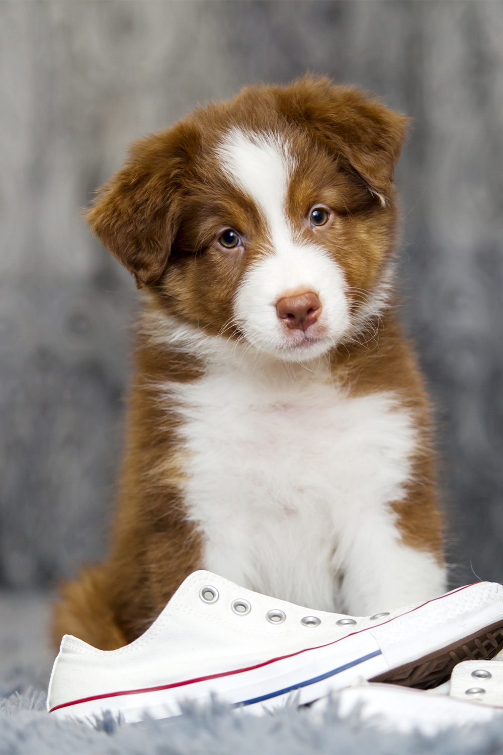 Australian Shepherd Puppies (25 Cute and Cuddly Pups) Talk to Dogs