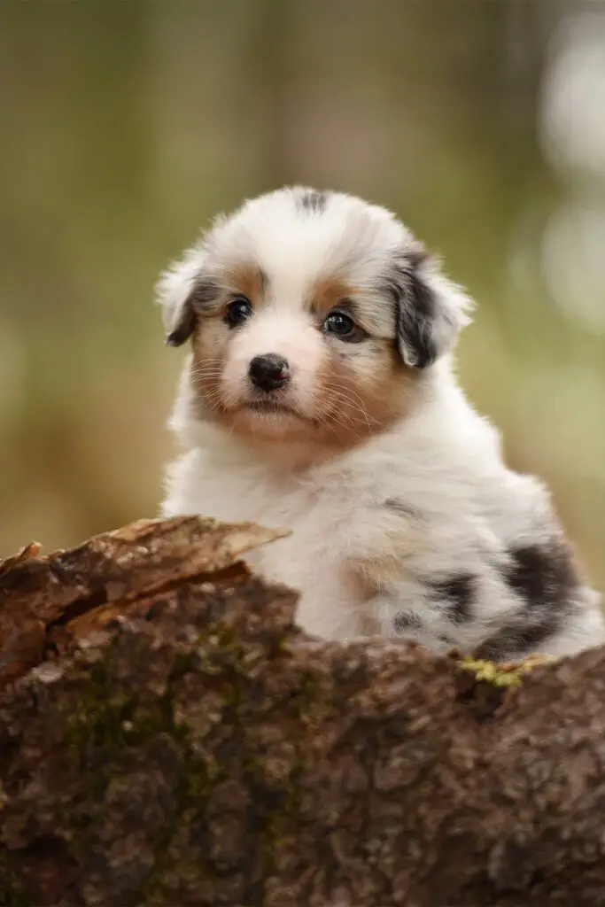 Aussie Shepherd Red Merle