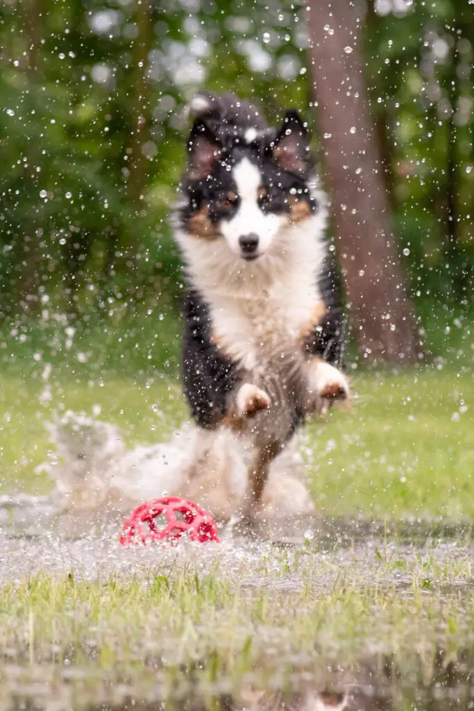 Australian Shepherd