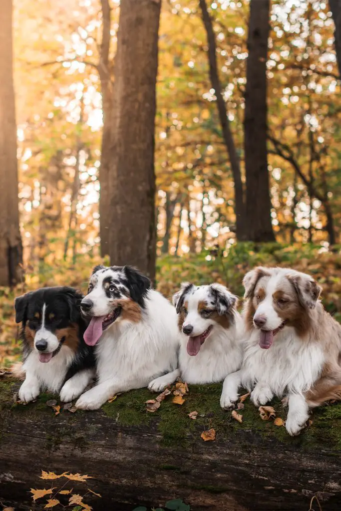 Australian Shepherd Coloring