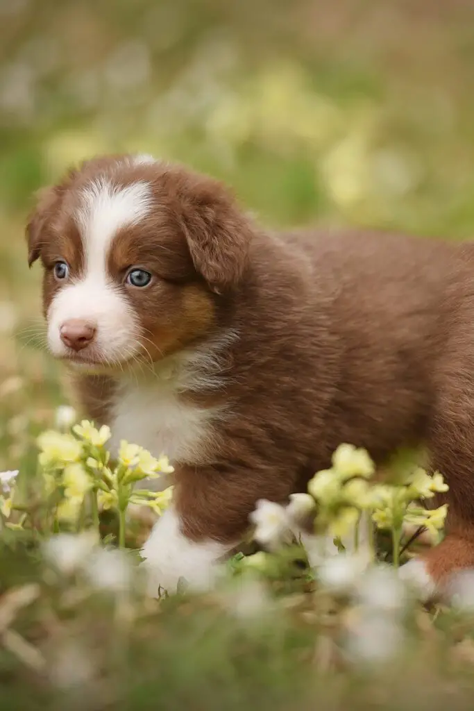 Australian Shepherd Colors