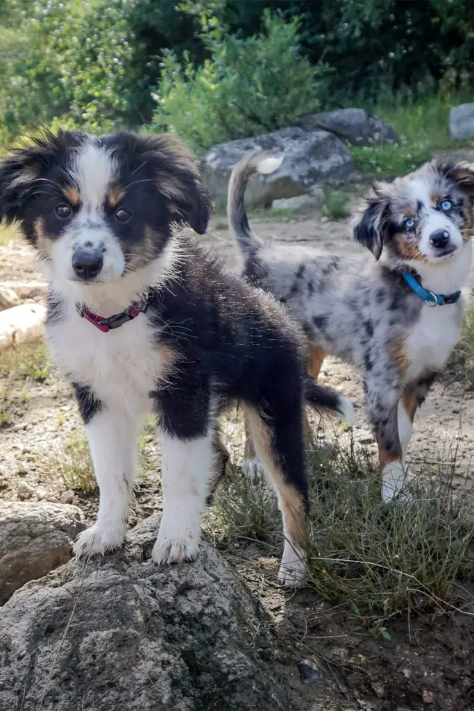 Australian Shepherd Dogs