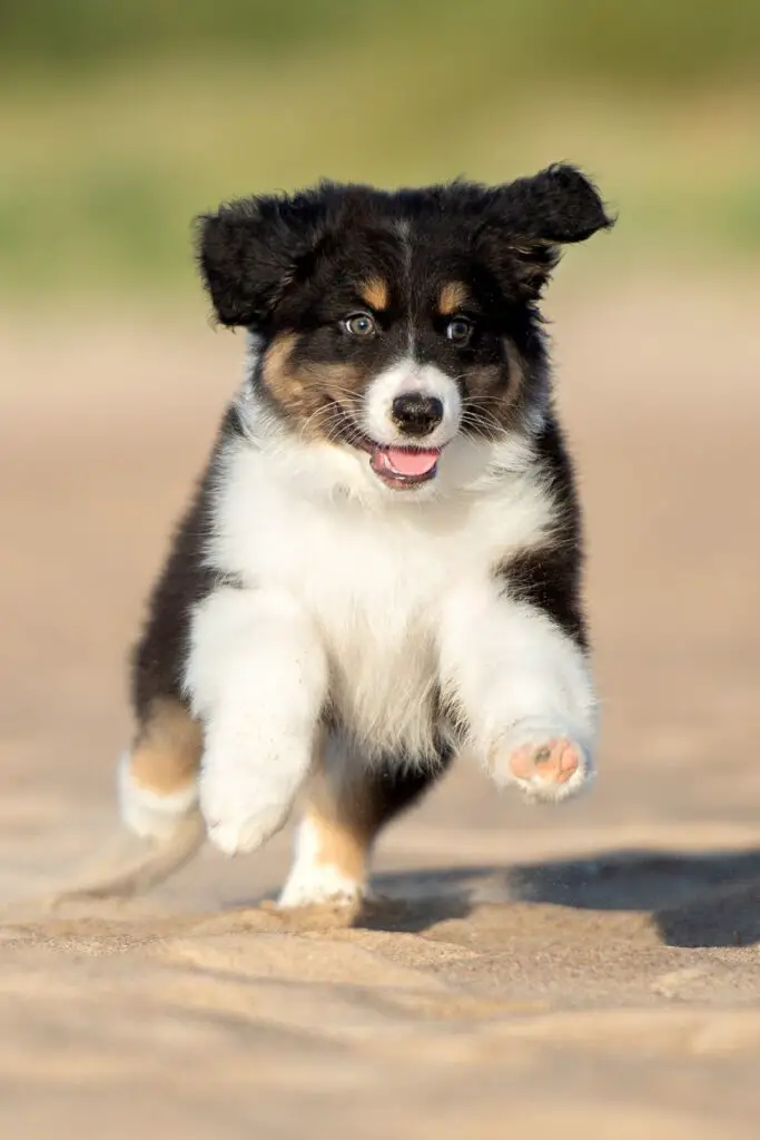 Australian Shepherd Dogs Black