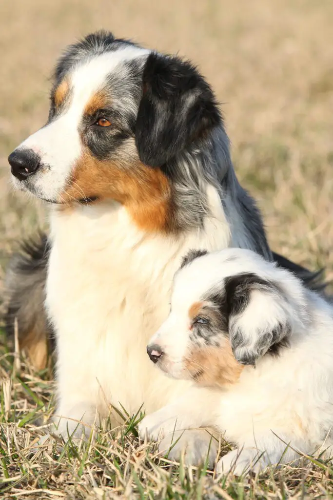 Australian Shepherd Dogs Coloring