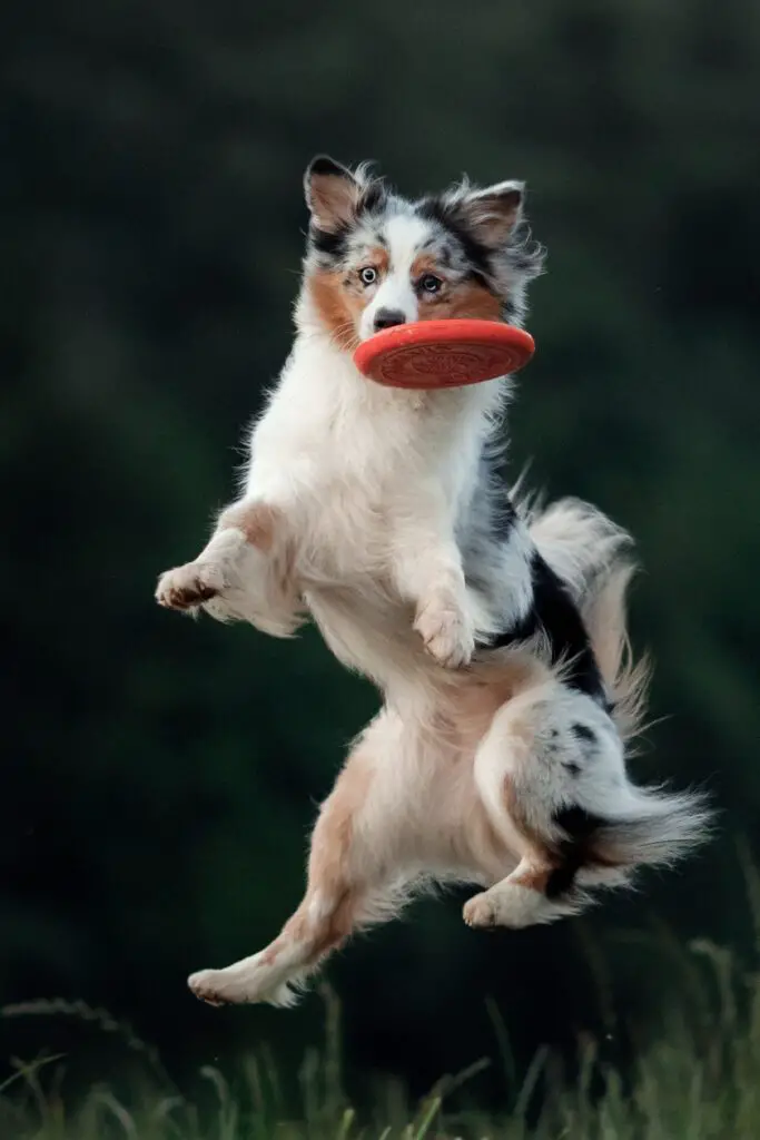 Australian Shepherd Dogs Full Grown