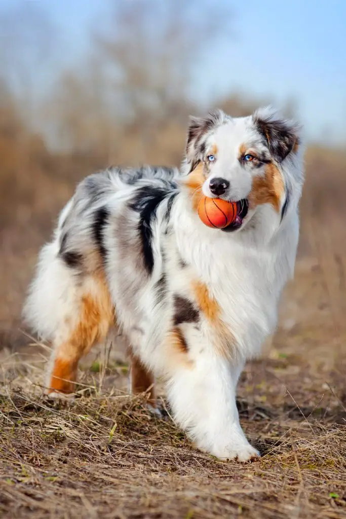 Australian Shepherd Dogs Red Merle