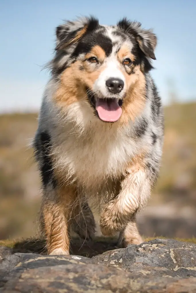 Australian Shepherd Grooming Styles