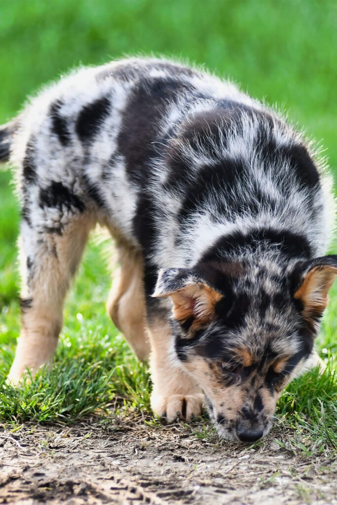 Australian Shepherd Puppy Aesthetic