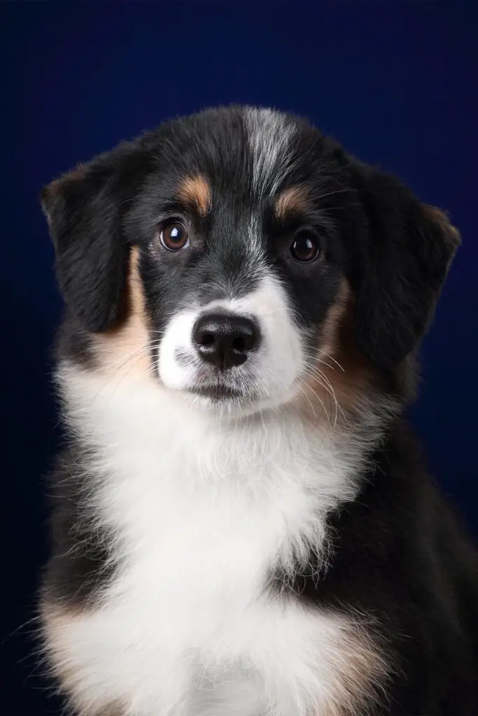 Australian Shepherd Puppy Black